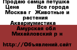 Продаю самца петушка › Цена ­ 700 - Все города, Москва г. Животные и растения » Аквариумистика   . Амурская обл.,Михайловский р-н